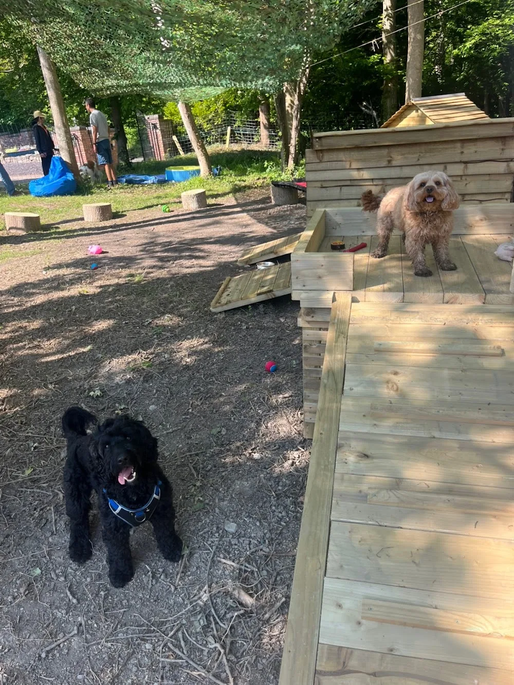 Layla's Place Doggy Home Boarding & DAY CARE - Conwy pet otel