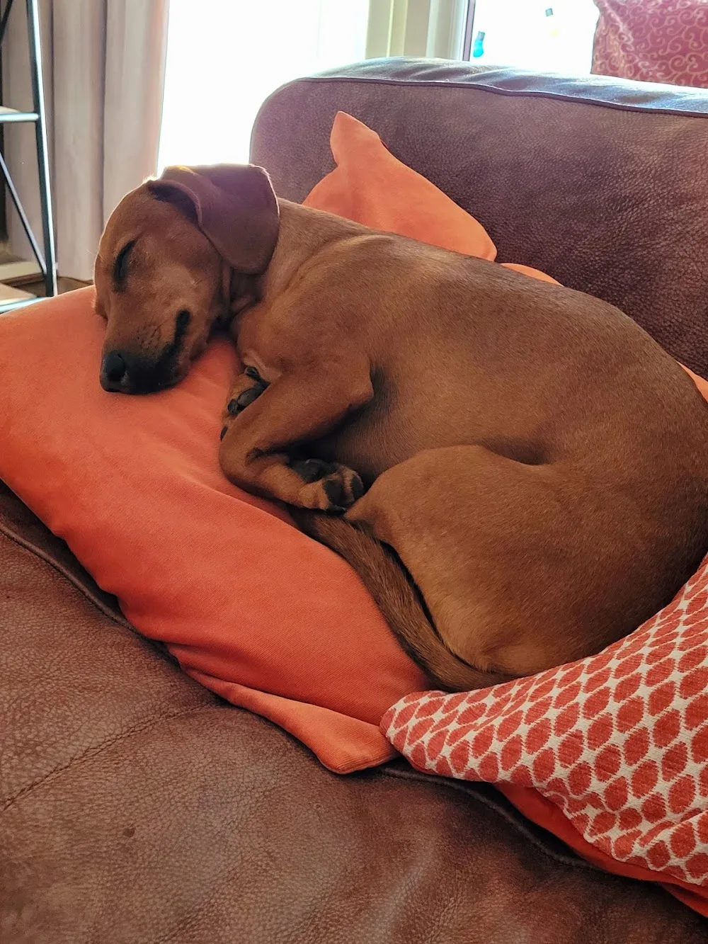 Layla's Place Doggy Home Boarding & DAY CARE - Conwy pet otel görseli 3