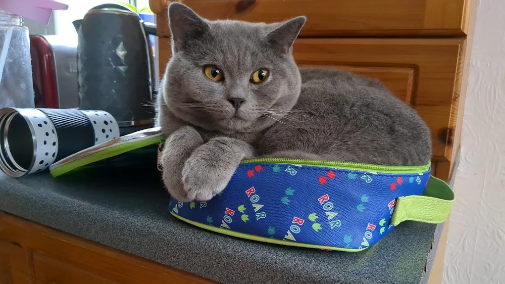 Springbank Cattery - Conwy pet otel görseli 2