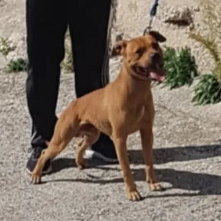 Apbt born kennel - Corfu pet otel