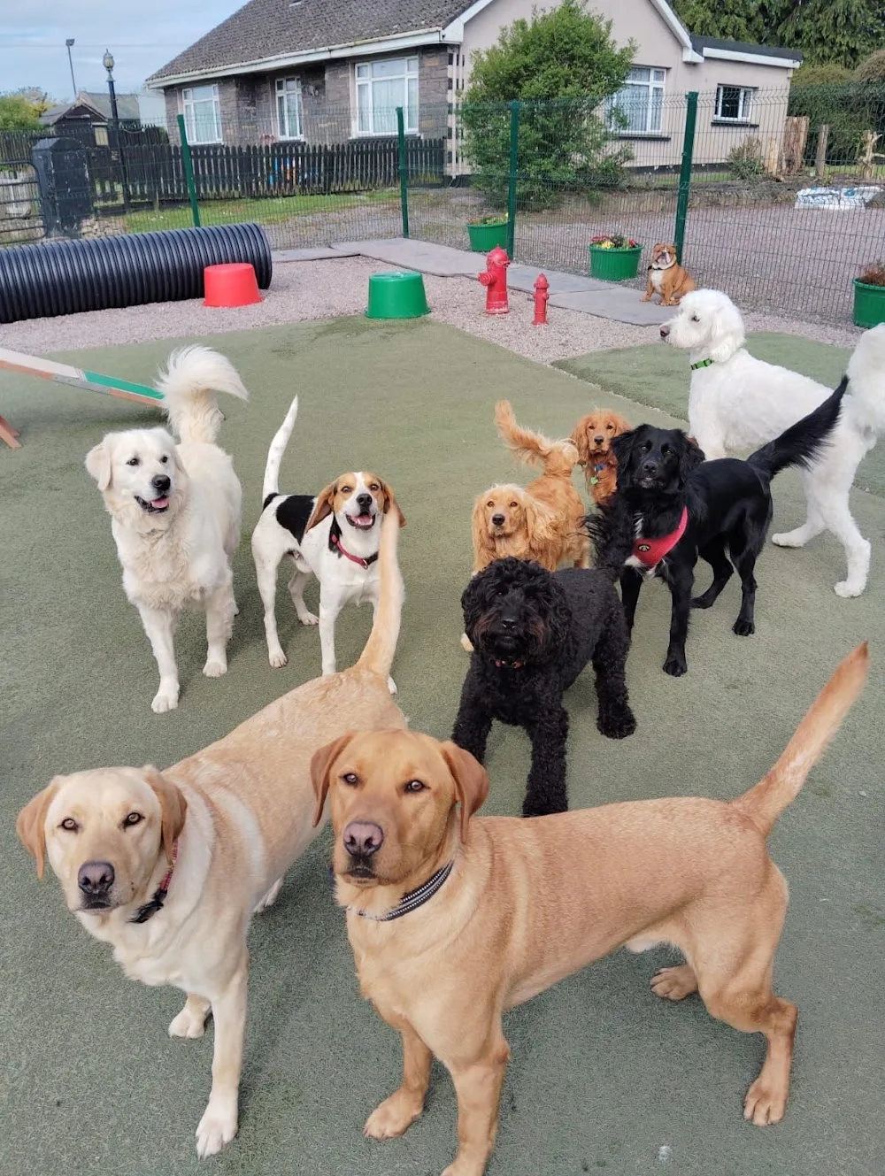 Blarney Doggie Daycare & Boarding - Cork pet otel