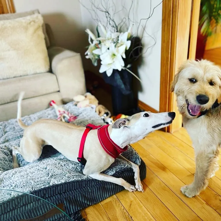 Blarney Doggie Daycare & Boarding - Cork pet otel görseli 3
