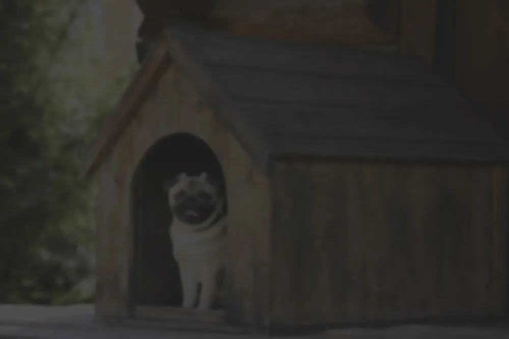 Collins Canines Doggy Daycare and Training Facility - Cork pet otel