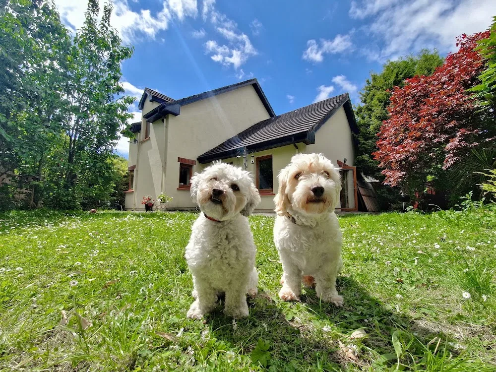Cork Paws - Small Dog Day Care and Boarding - Cork pet otel