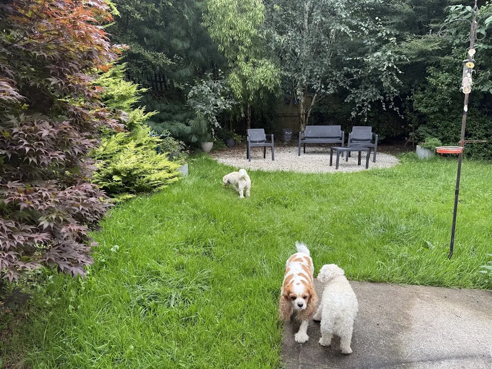 Cork Paws - Small Dog Day Care and Boarding - Cork pet otel görseli 3