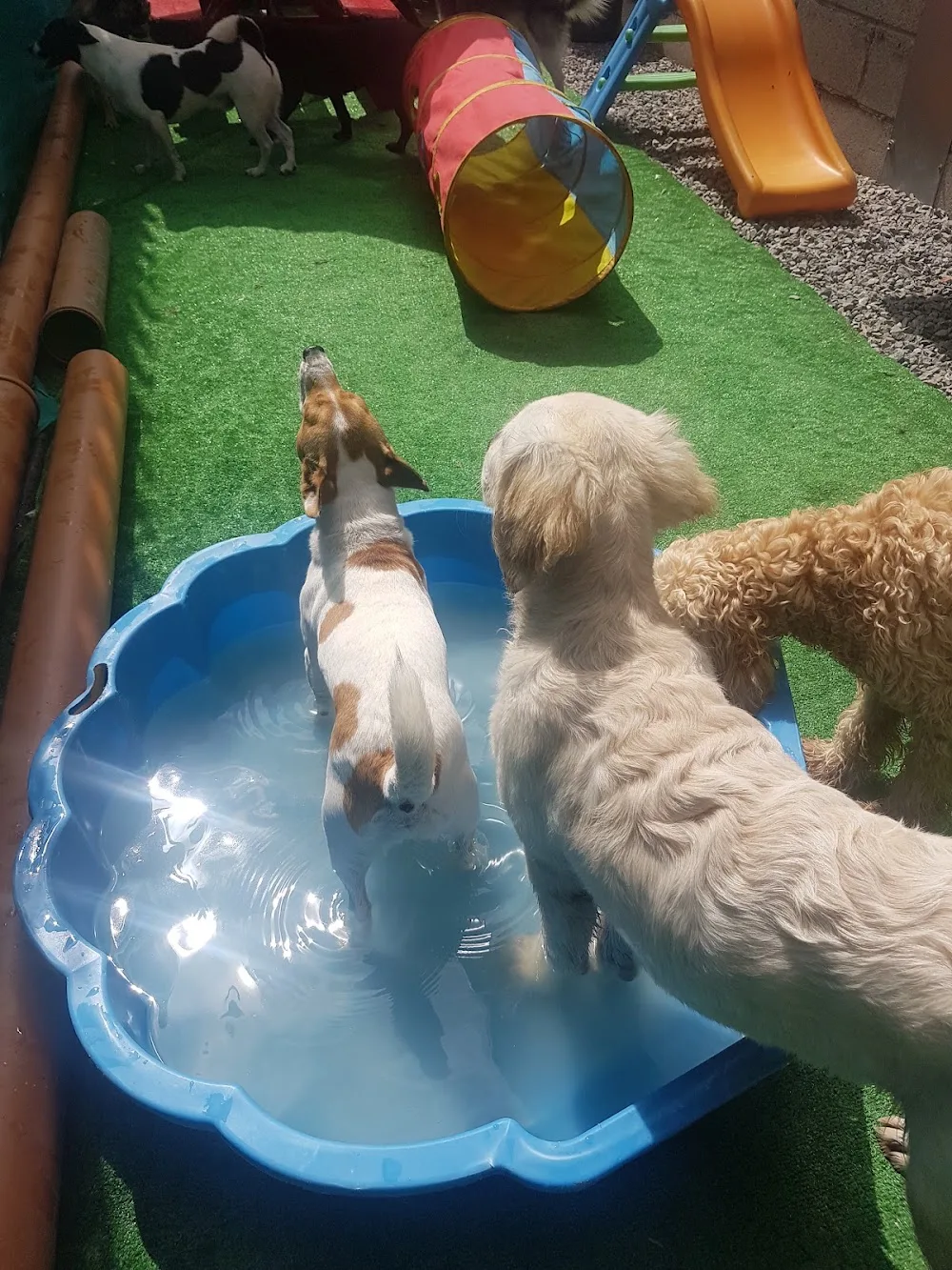 Creedon's Dog Care - Cork pet otel