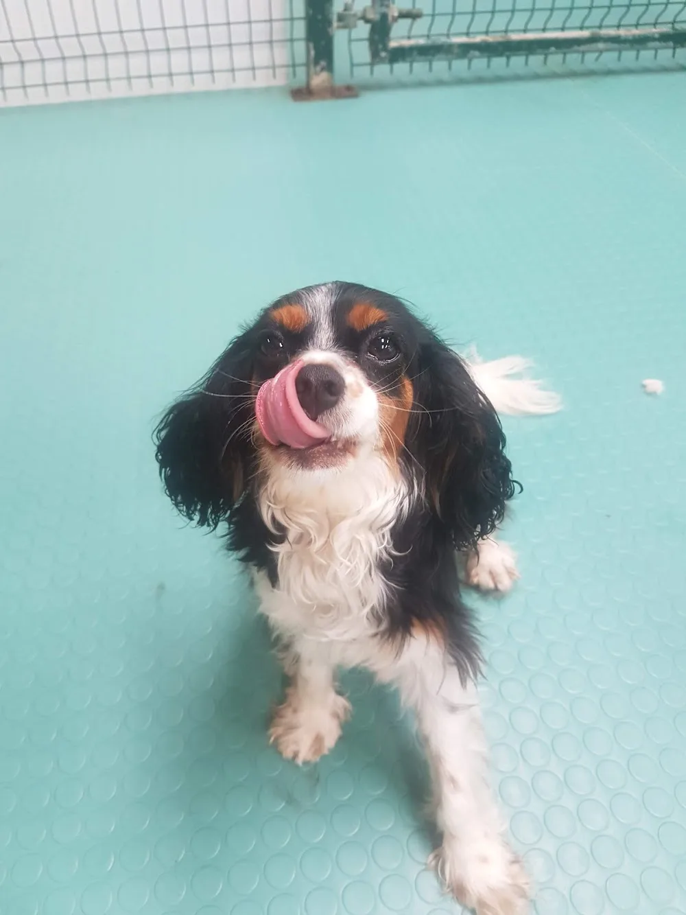 Creedon's Dog Care - Cork pet otel görseli 3