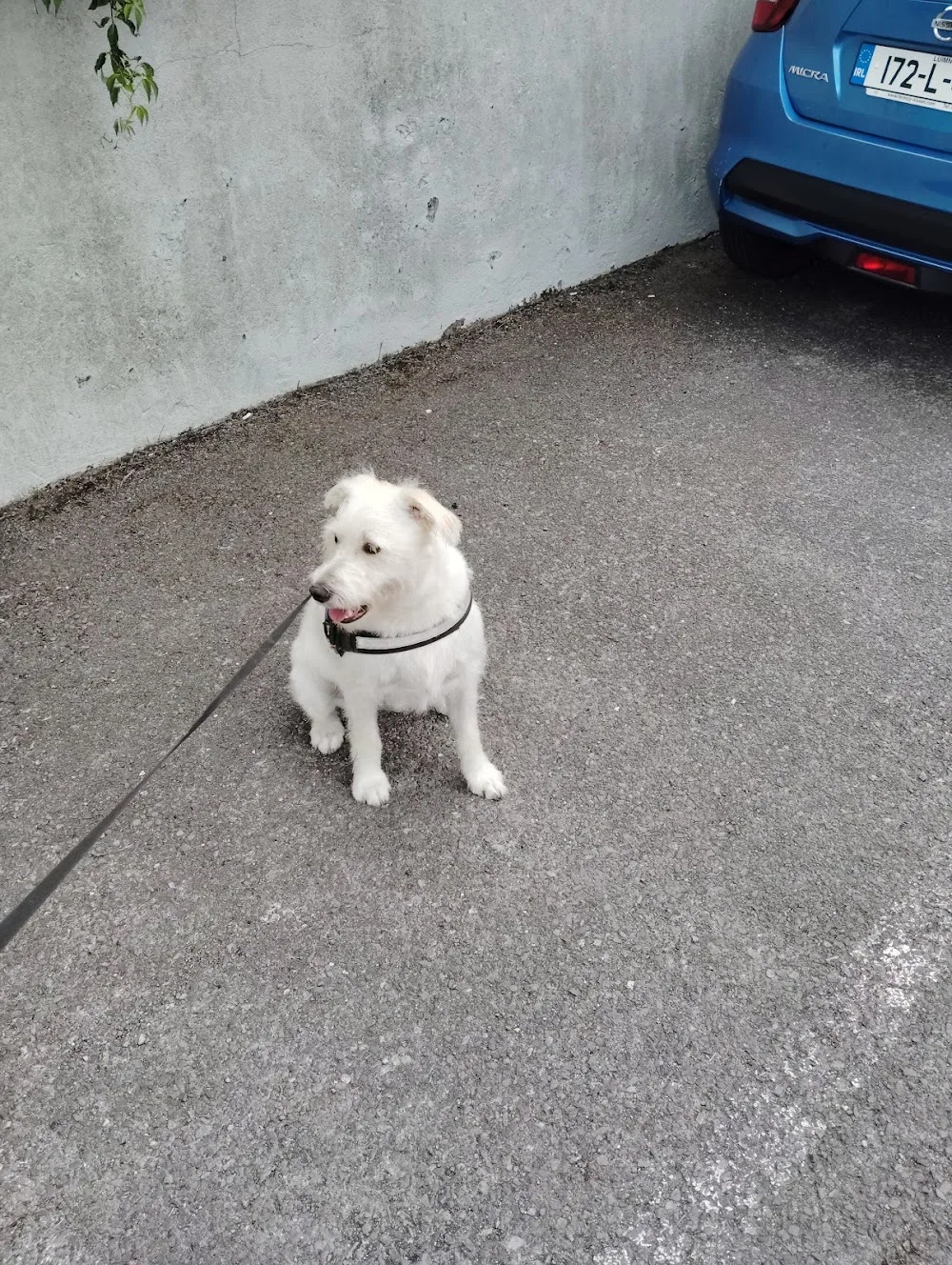 Declan's Cheeky Pups Dog Grooming & Doggie Daycare - Cork pet otel