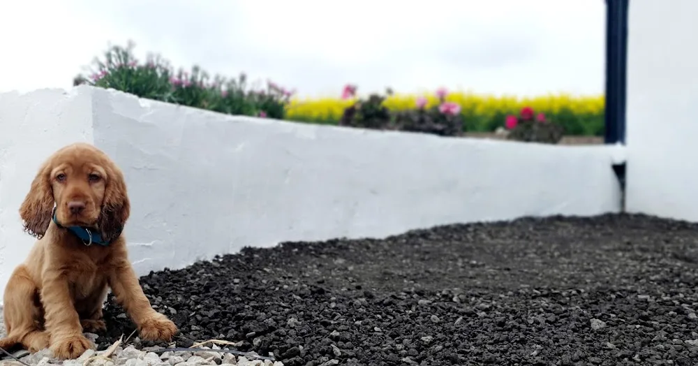 Glenbradagh Farm Boarding Kennels - Cork pet otel görseli 3
