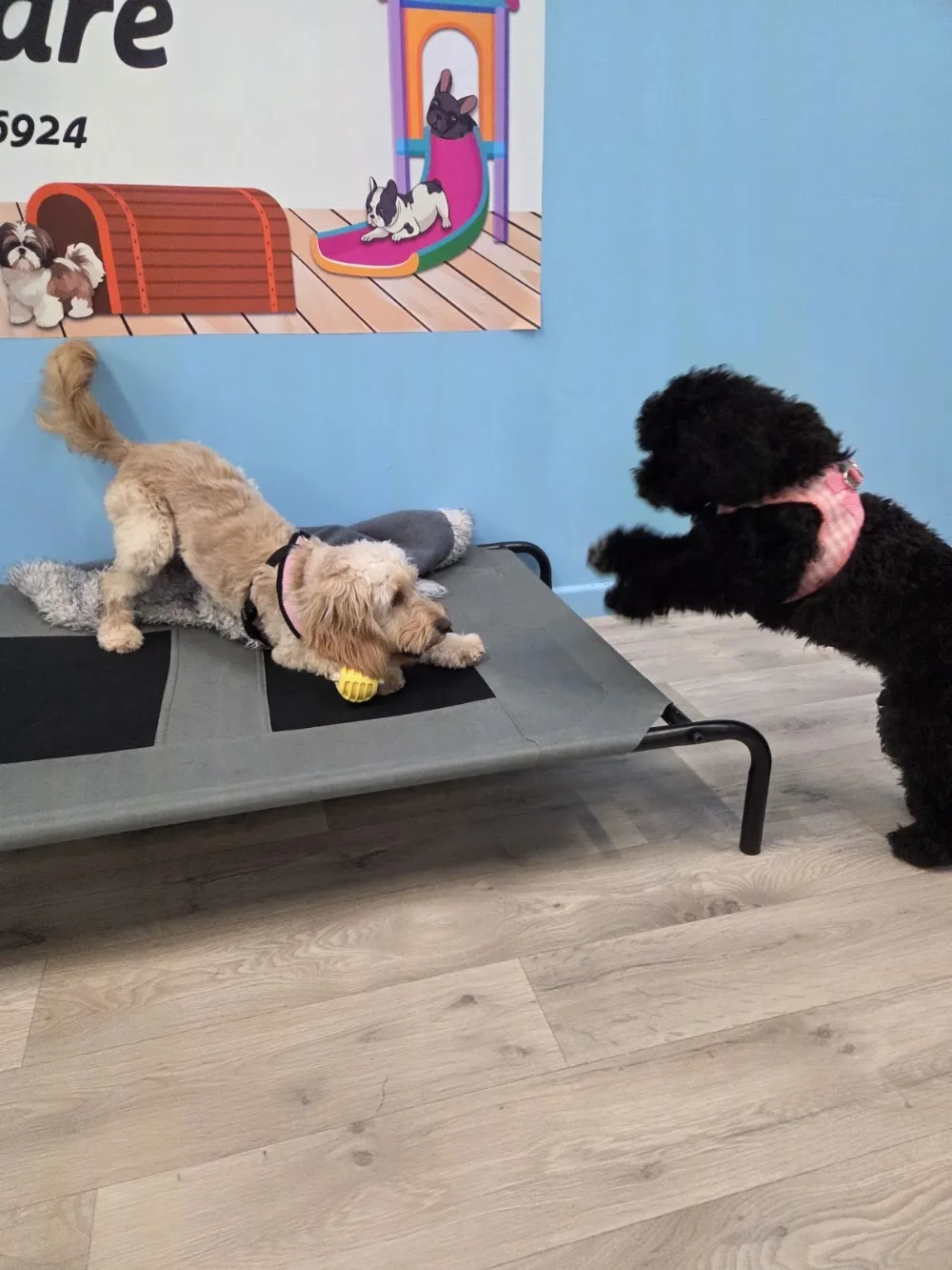 Julies Little Doggy Daycare - Cork pet otel