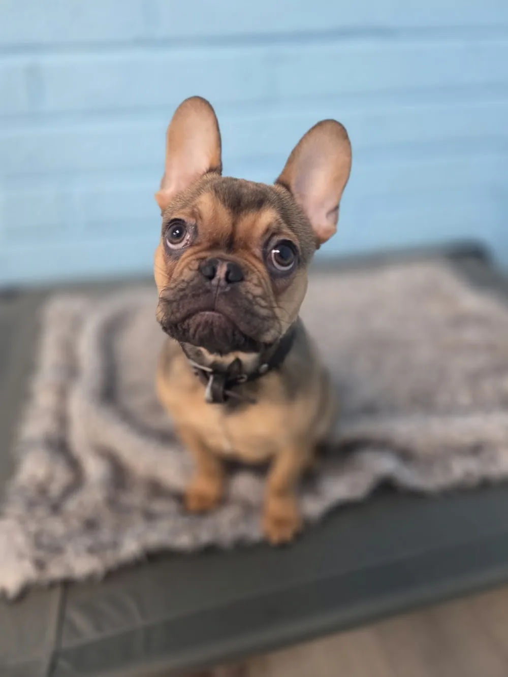 Julies Little Doggy Daycare - Cork pet otel görseli 3