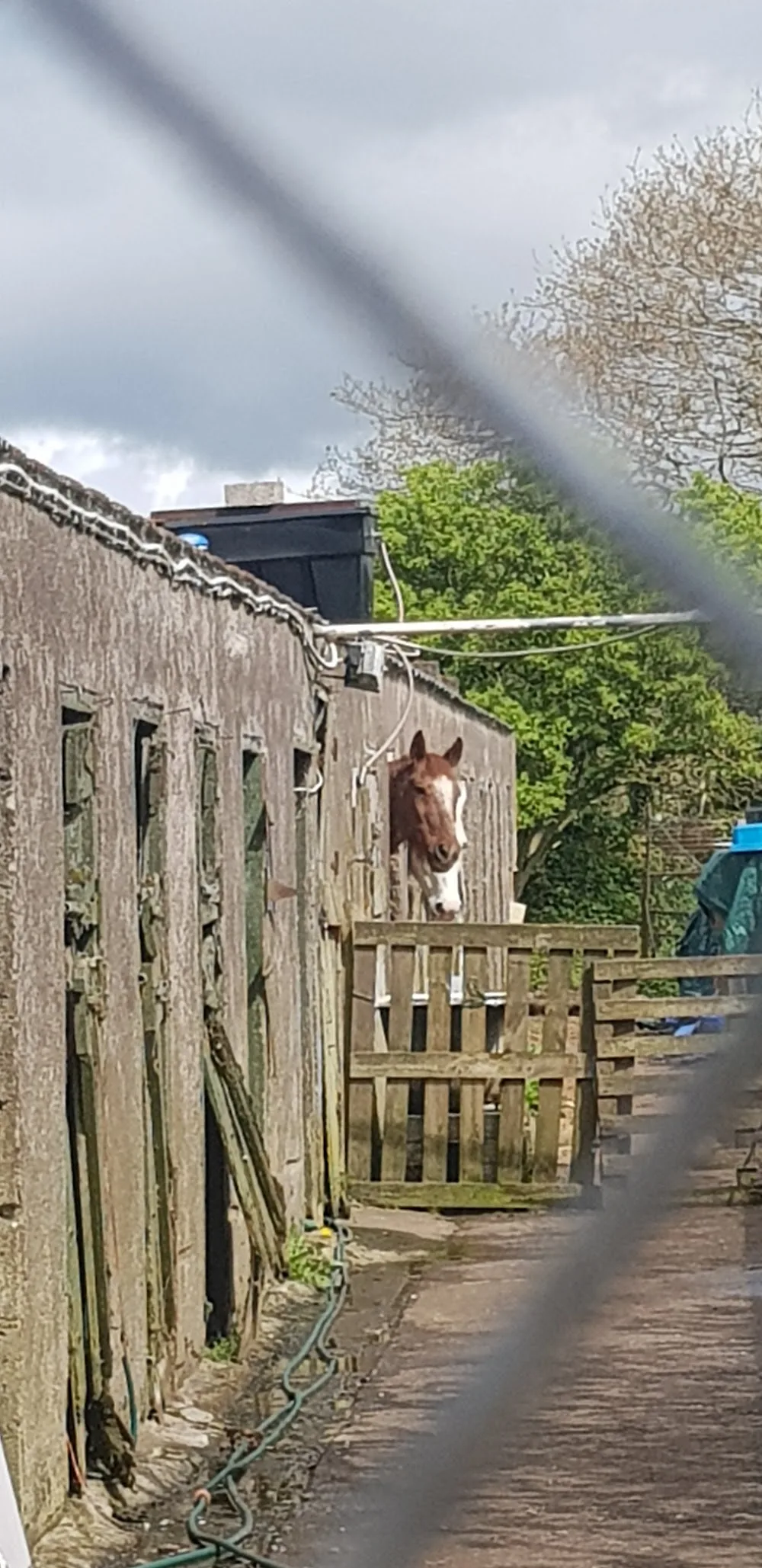 Millshe Kennels and Cattery - Cork pet otel