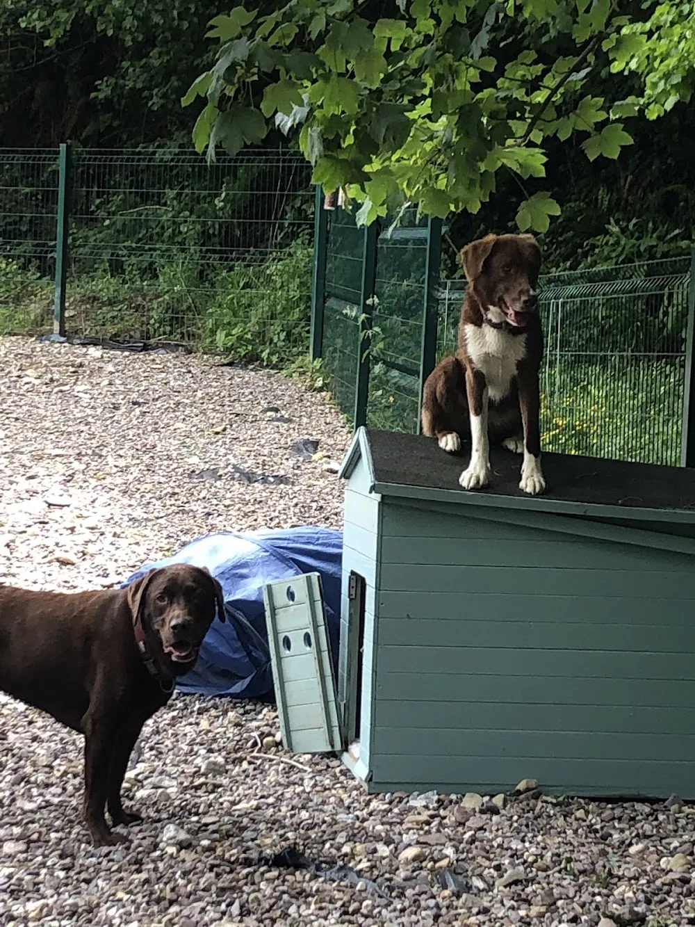Muddy Paws Day Care - Cork pet otel