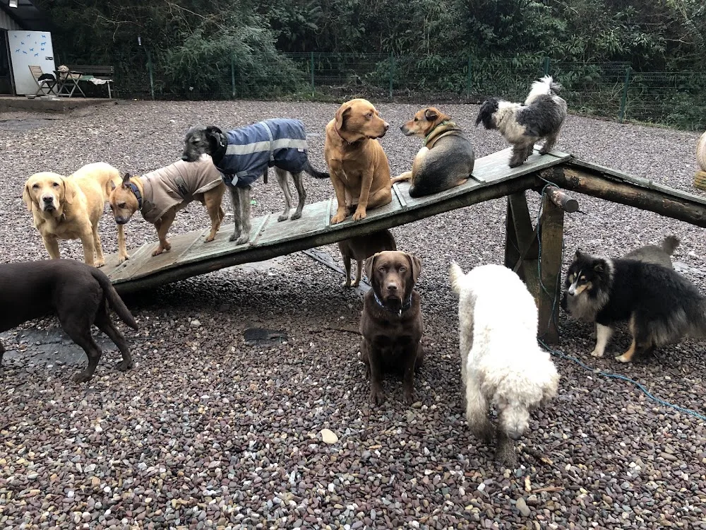 Muddy Paws Day Care - Cork pet otel görseli 3