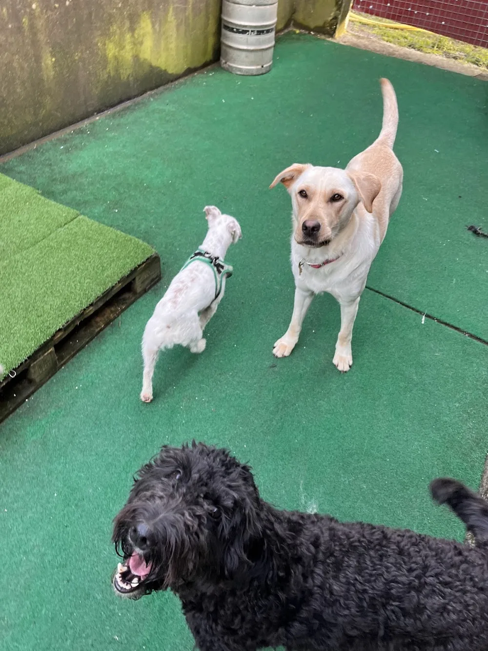 Ozzys Doggie Daycare and Boarding Kennels - Cork pet otel görseli 2