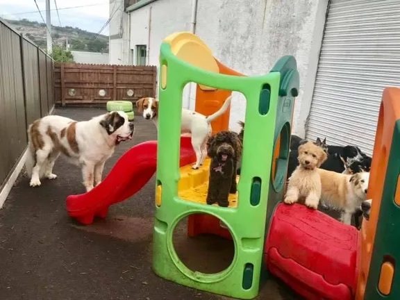 The Bark Park - Cork pet otel