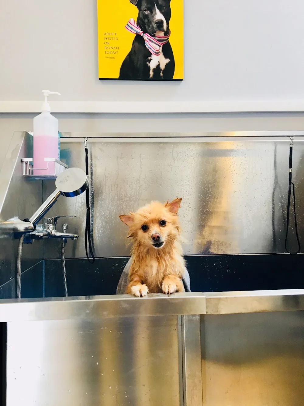 The Spaw Stay ‘n’ Play & Wash ‘n’ Go - Cork pet otel görseli 2