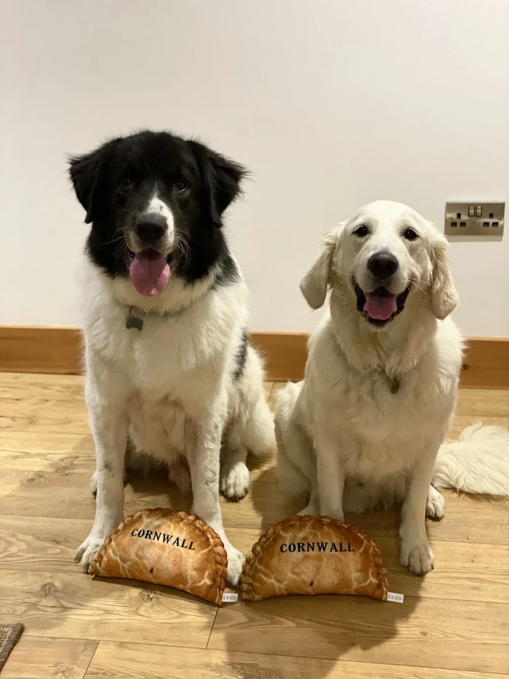 Briggan Farm Kennels & Cattery - Cornwall pet otel