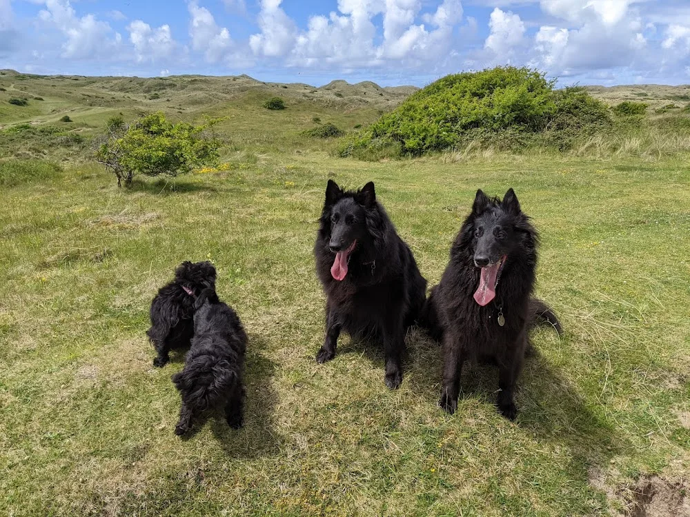 Briggan Farm Kennels & Cattery - Cornwall pet otel görseli 3
