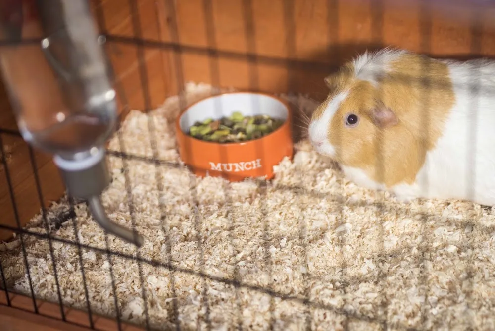 Coombe Small Animal Hotel - Cornwall pet otel