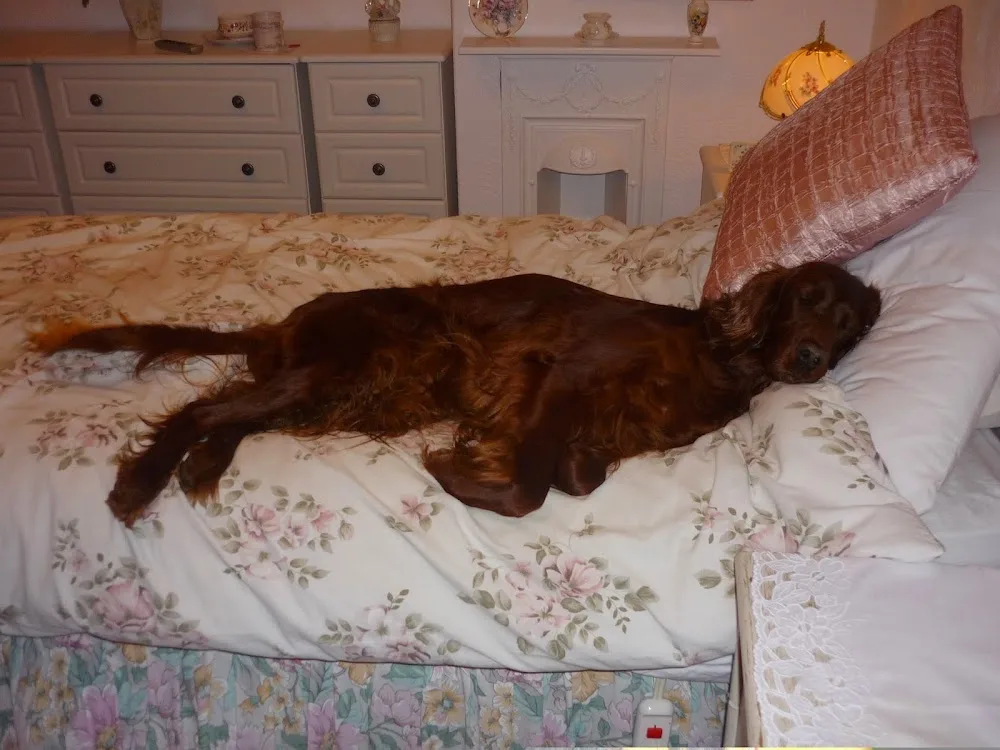 Cornwall Home Dog Boarding - Cornwall pet otel