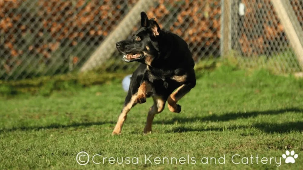 Creusa Kennels And Cattery - Cornwall pet otel