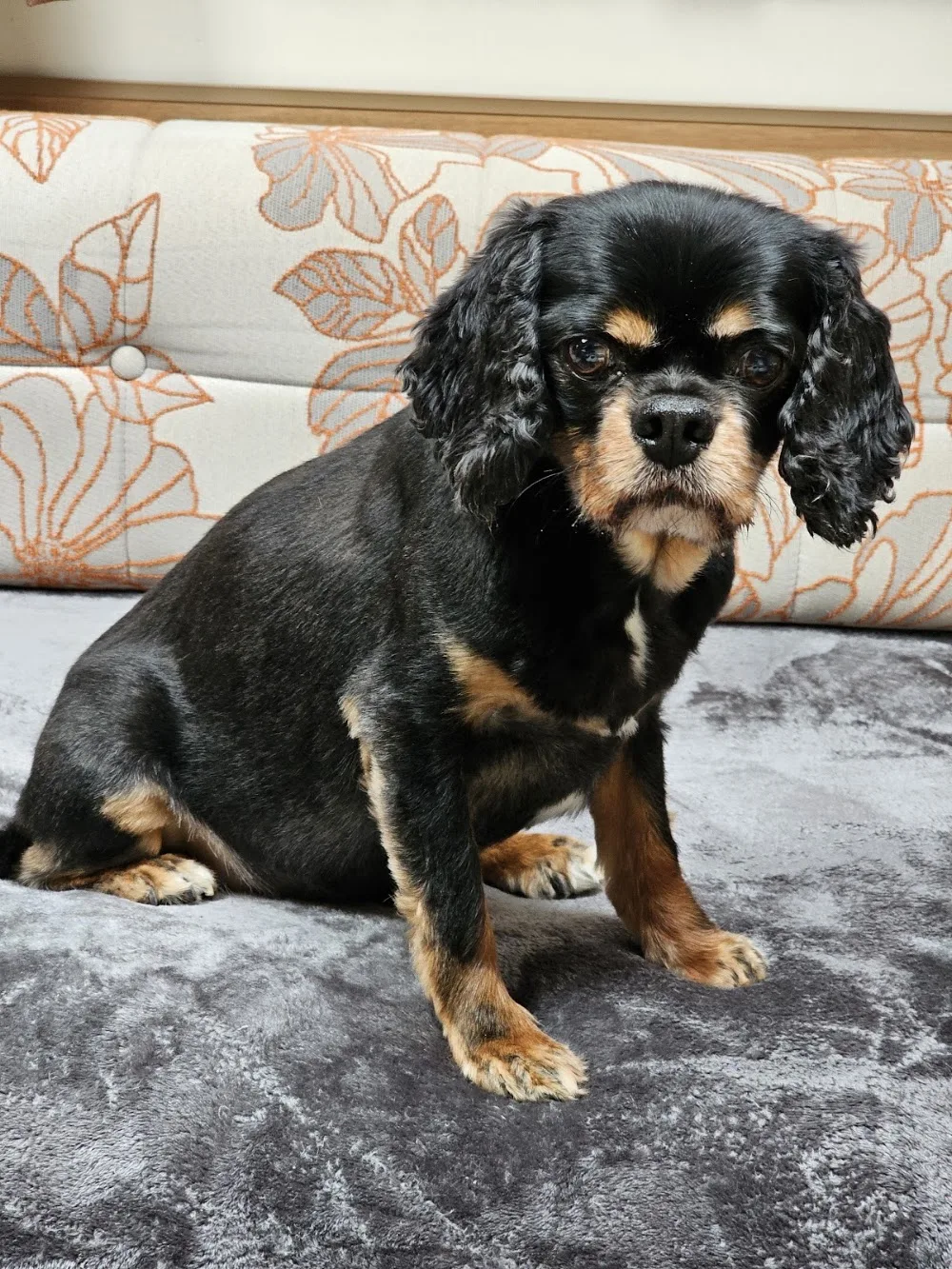 Gover Valley Kennels & Cattery - Cornwall pet otel görseli 3