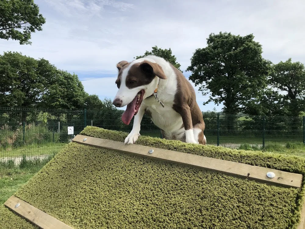 Grove Nurseries Boarding Kennels & Cattery Ltd - Cornwall pet otel görseli 2