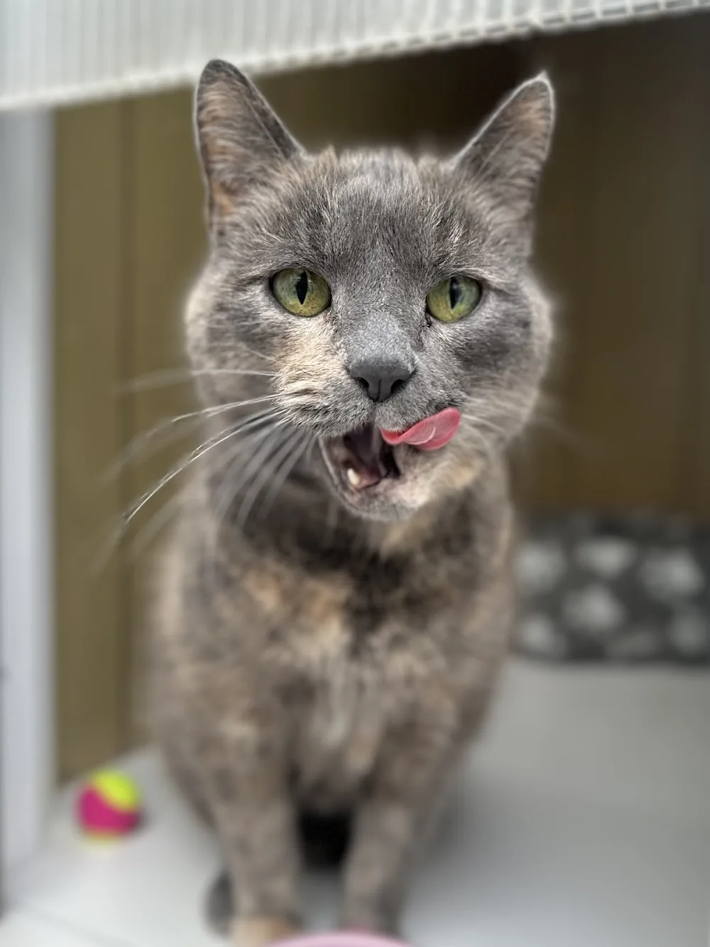 High Lanes Cattery - Cornwall pet otel
