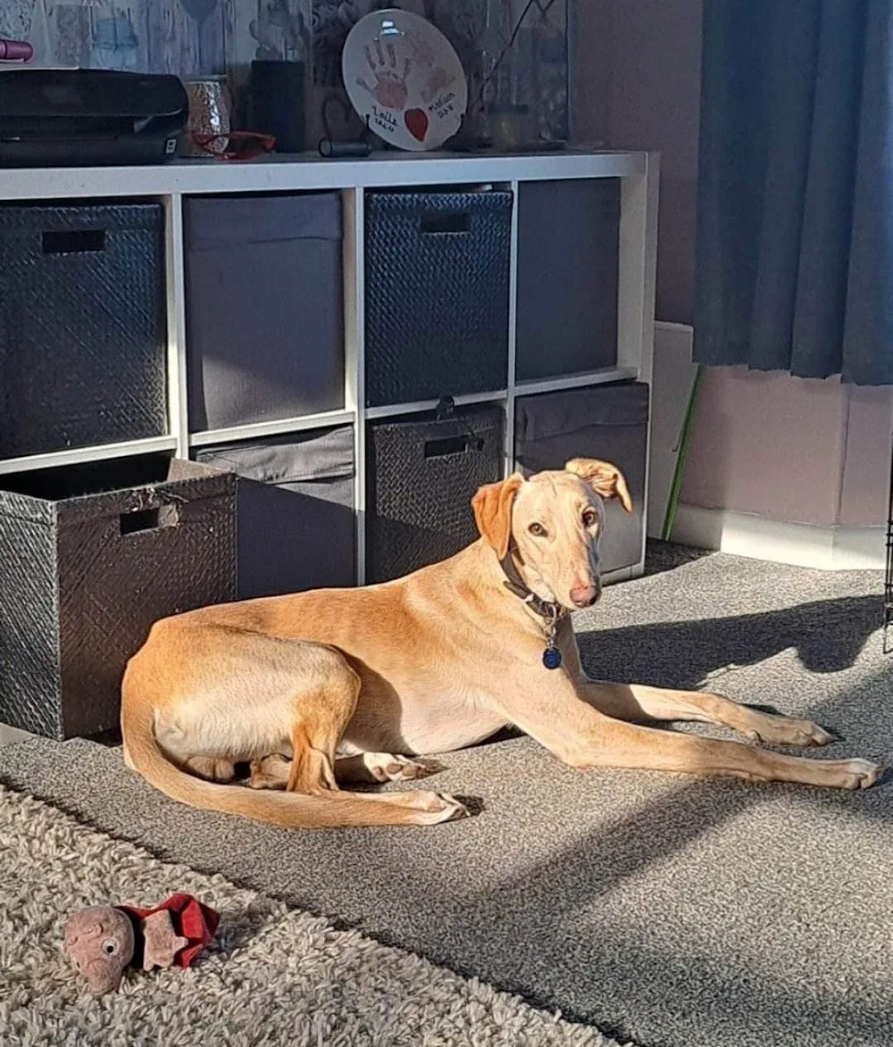 Joppa Farm Kennels and Cattery - Cornwall pet otel görseli 3