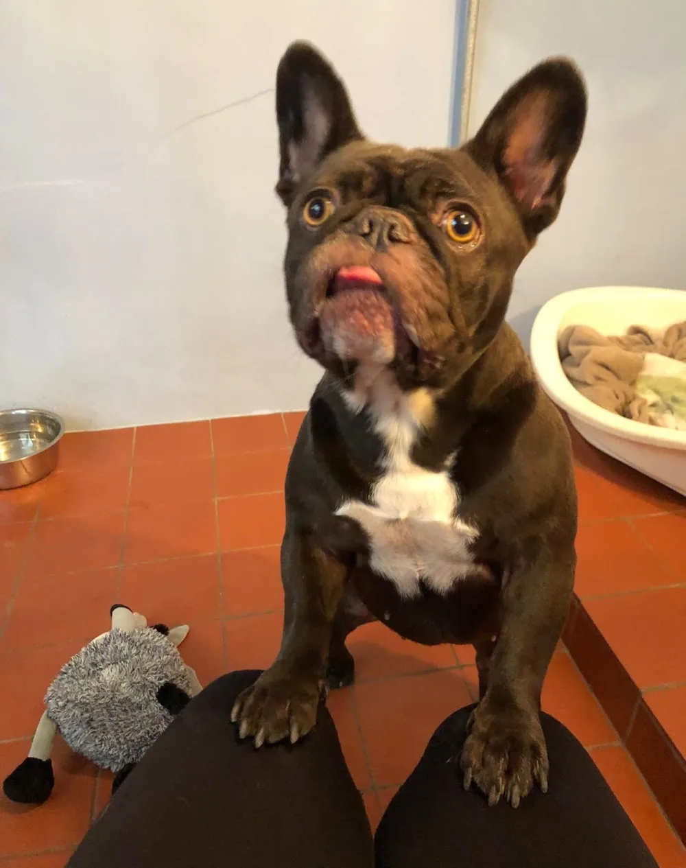 K9 Kennels - Cornwall pet otel görseli 3