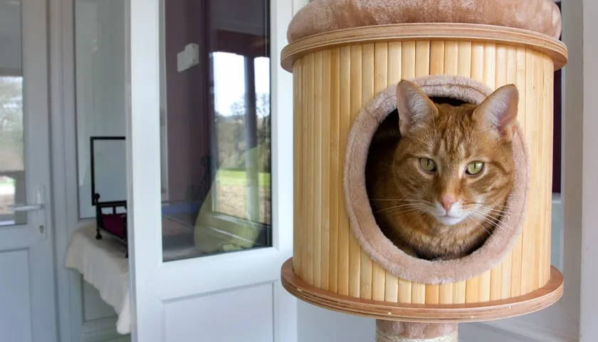 Meadow Cat Hotel - Cornwall pet otel