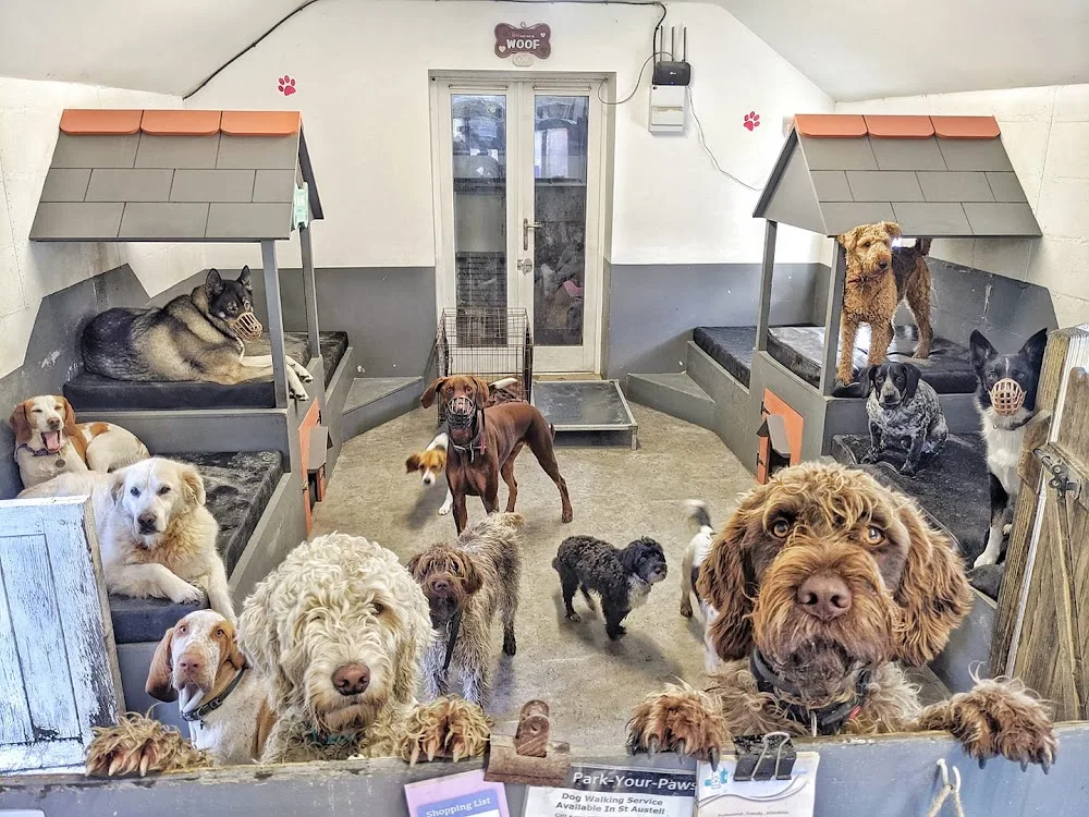 Park-your-paws. Doggy day care, home boarding & dog walking - Cornwall pet otel