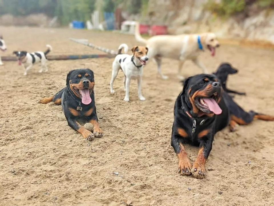 Park-your-paws. Doggy day care, home boarding & dog walking - Cornwall pet otel görseli 3