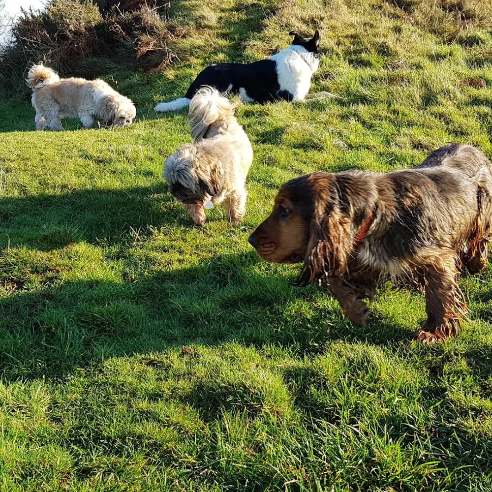 Paws and Play Cornwall - Cornwall pet otel görseli 3