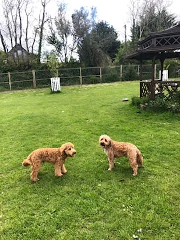 Pelynt Kennels - Cornwall pet otel görseli 3