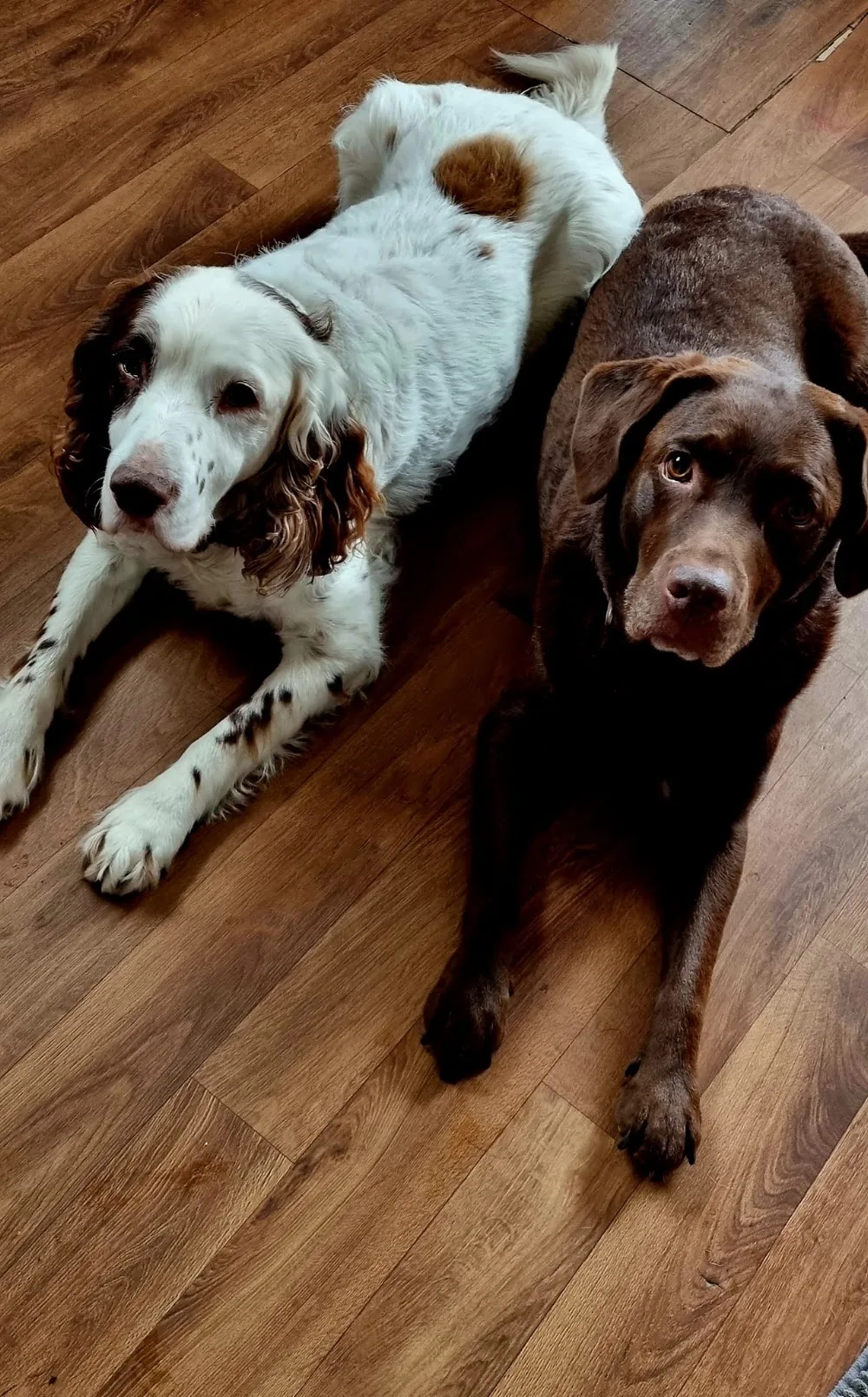 Puddles & Paws Doggy Day - Home Boarding - Cornwall pet otel görseli 2