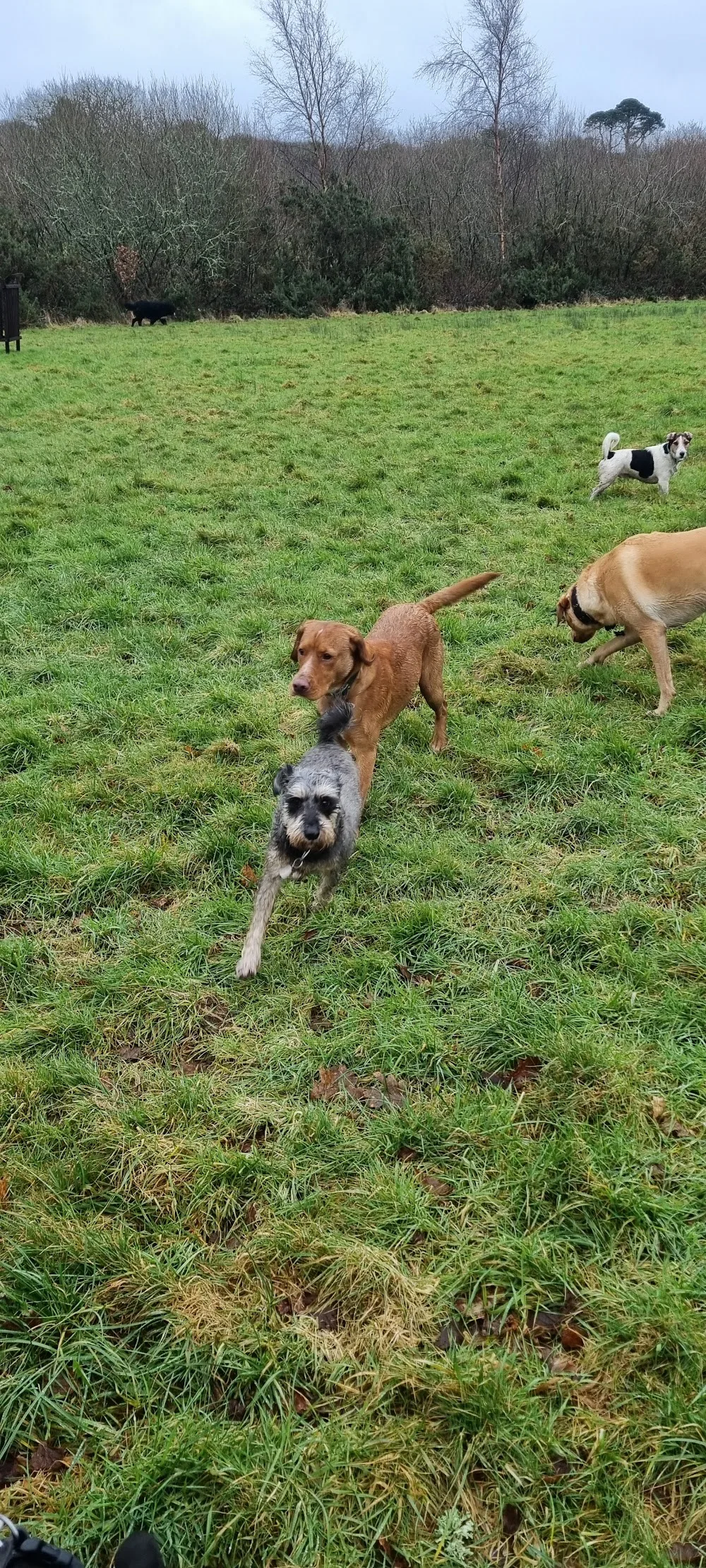 Puddles & Paws Doggy Day - Home Boarding - Cornwall pet otel görseli 3