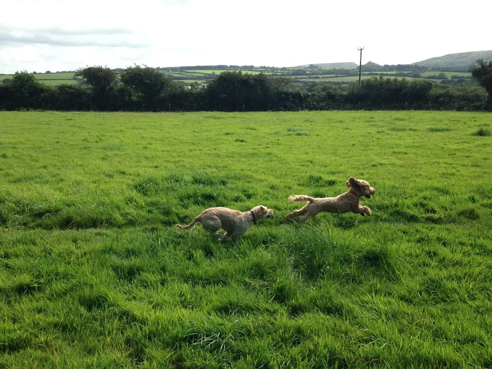 Rowes Pet Hotel - Cornwall pet otel
