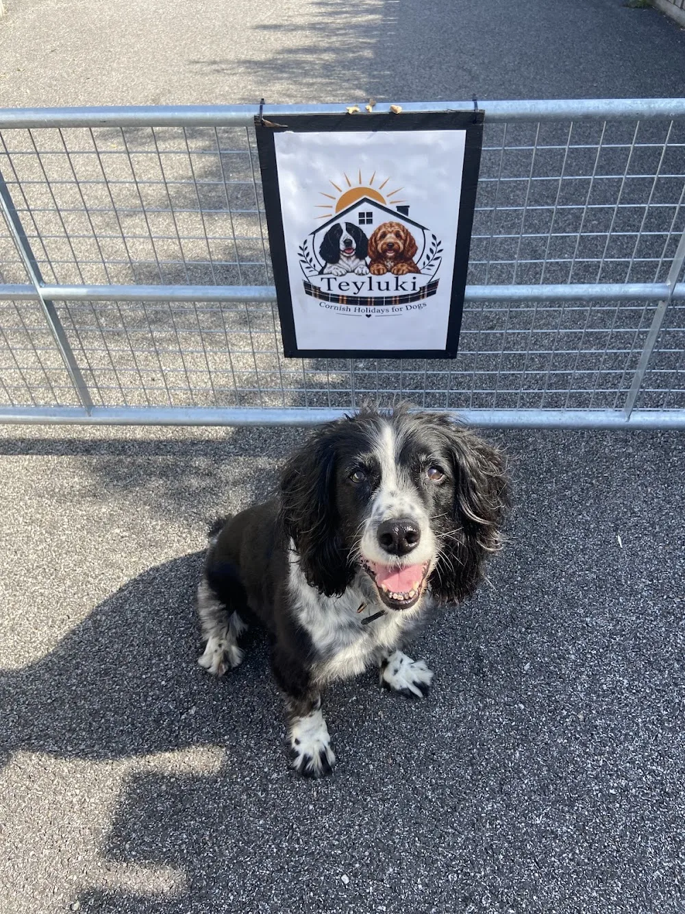 Teyluki Cornish Holidays for Dogs - Cornwall pet otel görseli 2