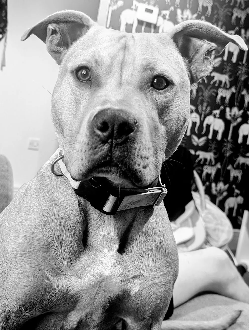The Canine Hotel - Cornwall pet otel