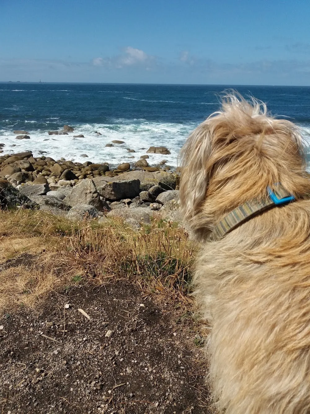 Westwinds Canine Centre - Cornwall pet otel görseli 3