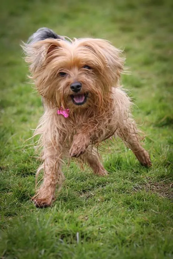 Yeovale Kennels - Cornwall pet otel görseli 3