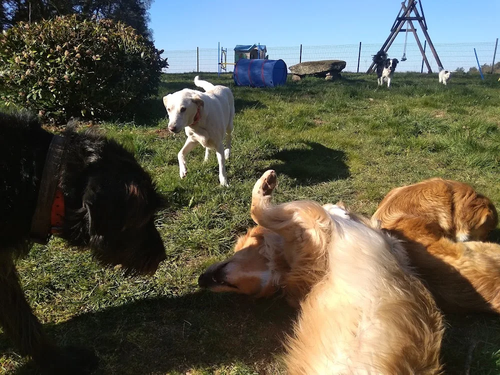 Boule de chien - Corrèze pet otel görseli 3