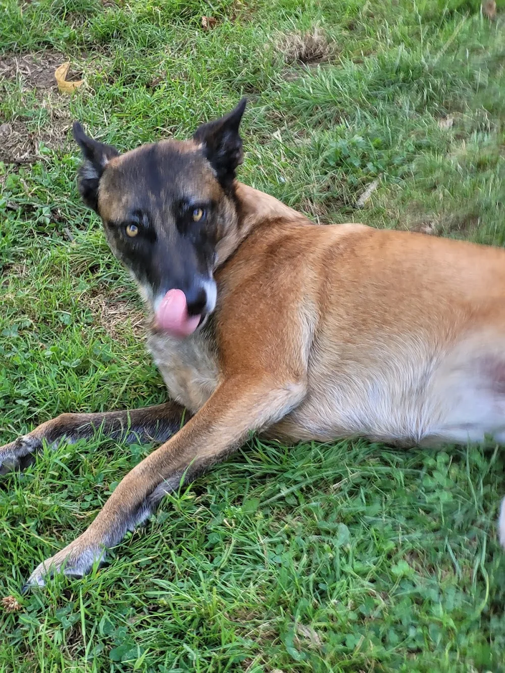 Equi Dog Ranch - Corrèze pet otel görseli 3