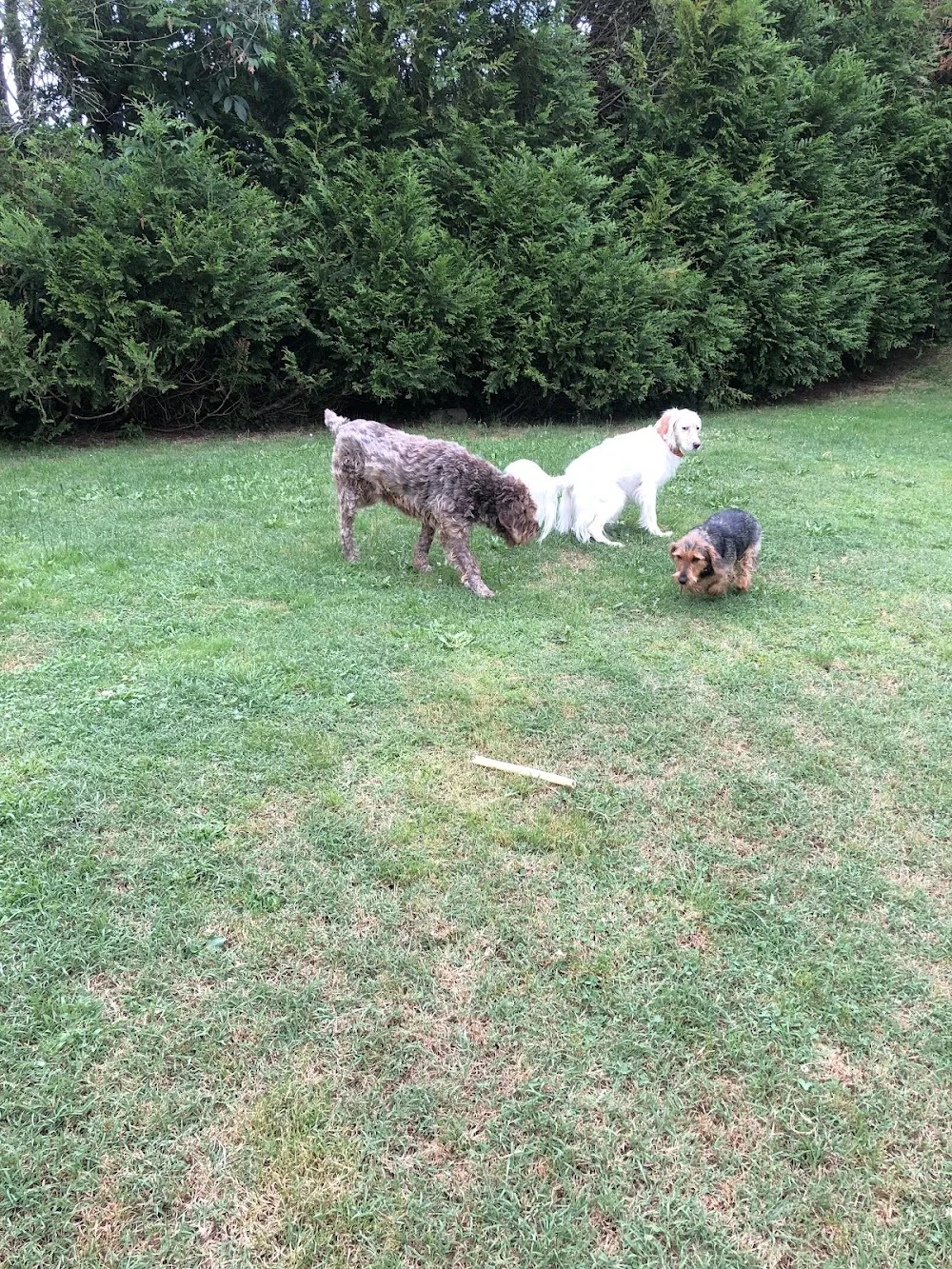 LIBREAU Sylvie - Corrèze pet otel görseli 2