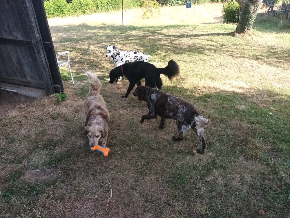 Pension canine familiale des renardières - Corrèze - Corrèze pet otel