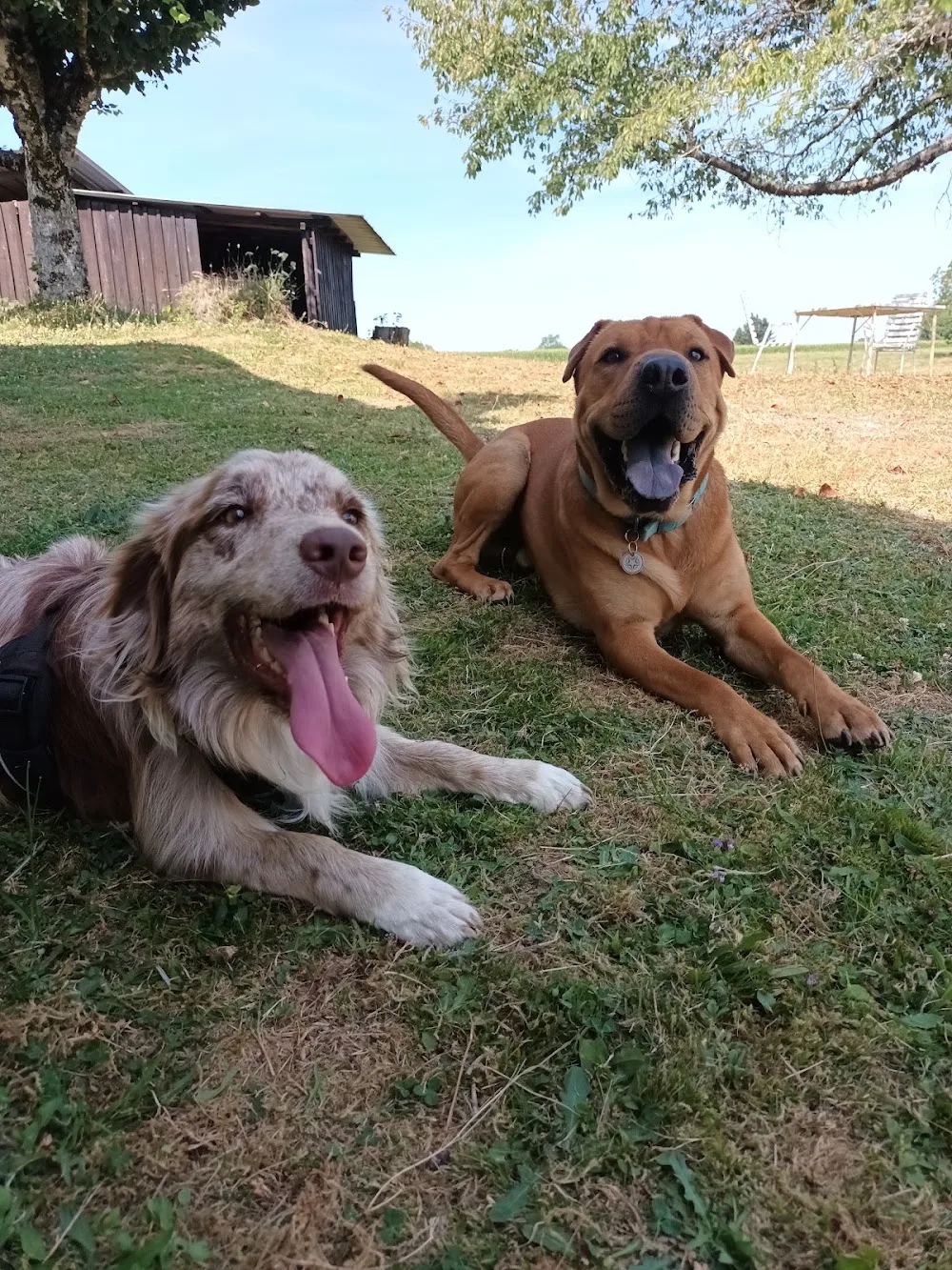 Pension canine familiale des renardières - Corrèze - Corrèze pet otel görseli 3