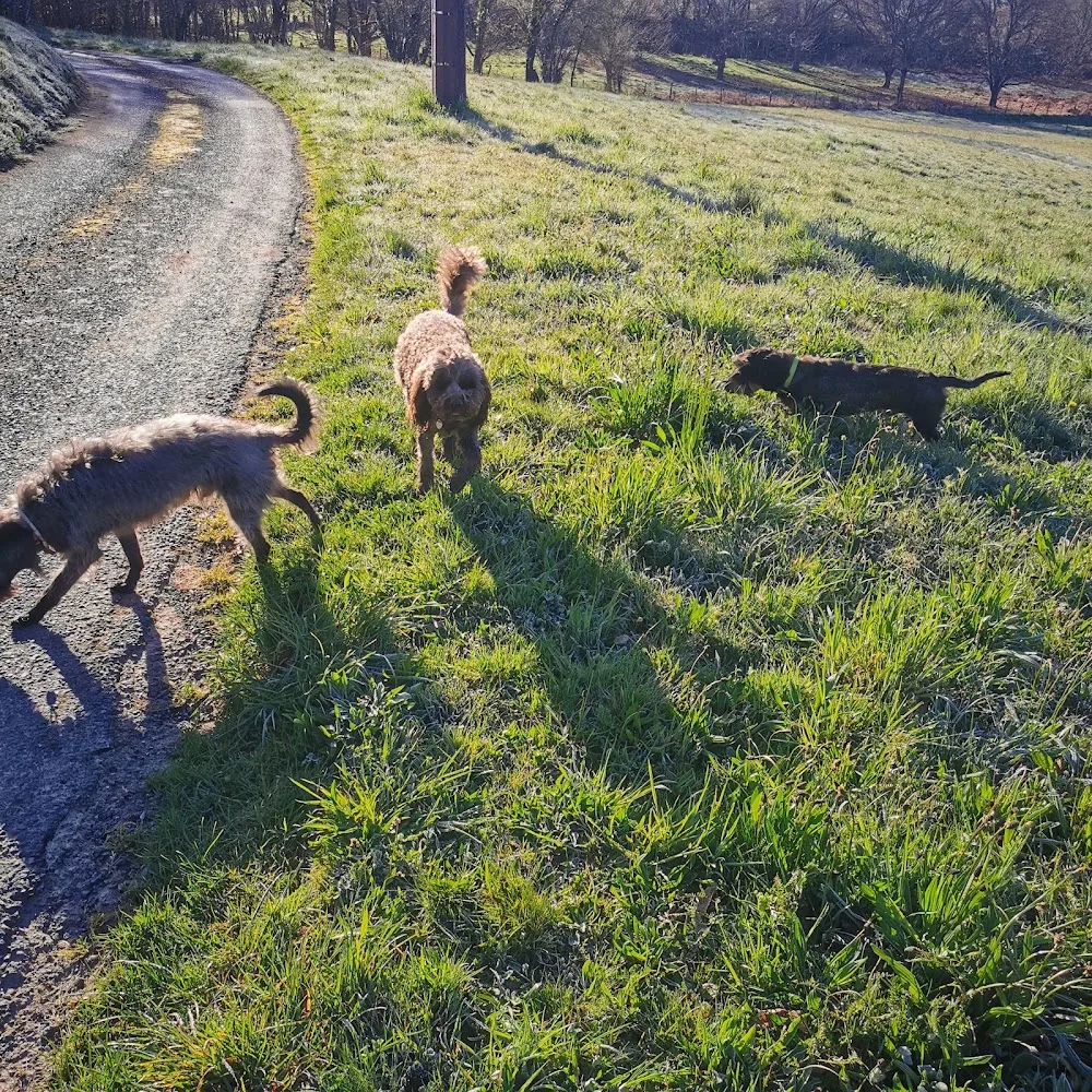 Pension canine Tuc Dans La Nature - Corrèze pet otel görseli 3