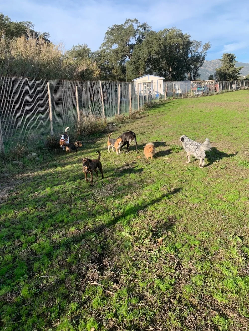 cani piaghjinchi pension canine biguglia - Corse pet otel görseli 2